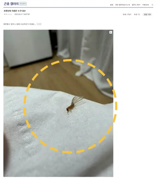 외래 흰개미 퇴치 방법 9가지