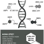 DNA테스트란 MBTI기반으로 자신의 대략적인 성향을 파악해보고 잘맞는 DNA와 잘안맞는 DNA를 파악해보는 간단하고 재밌는 테스트입니다. 모든 문제와 저의 결과 또 모든 결과의 MBTI 까지 준비해봤으니까 다 같이 해보면 좋겠습니다.