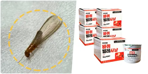 최근에는 서울 강남구 논현동의 한 주택에서 흰개미가 발견되었습니다. 이 흰개미는 마른나무를 갉아먹는 외래종인 '마른나무흰개미과 크립톨미스속'에 속한다고 잠정적으로 확인되었으며, 흰개미 퇴치 방법 9가지에 대해 알아보겠습니다.